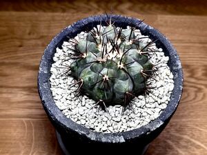 コピアポア　シネレア　黒王丸　Copiapoa cinerea