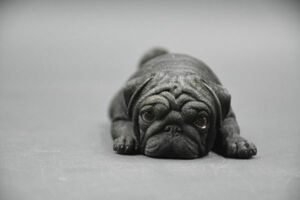 パグ 可愛い 犬 動物 リアル フィギュア PVC プラモデル プレミアム 大人のおもちゃ 模型 15cm級 犬好き 誕生日 プレゼント 置物 黒色