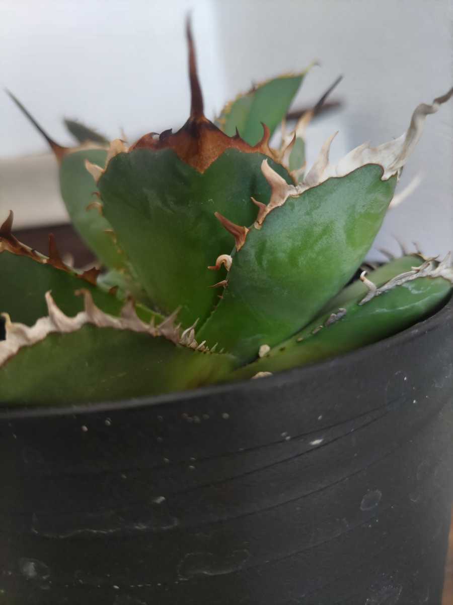 ヤフオク! -「アガベ 白鯨」(観葉植物) の落札相場・落札価格