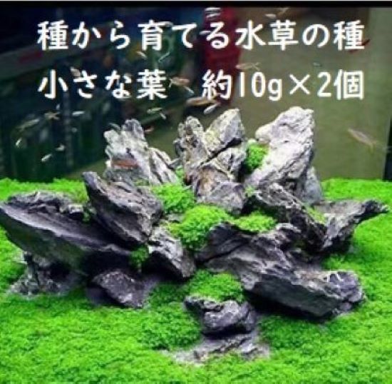 種から育てる水草の値段と価格推移は?|50件の売買情報を集計した種