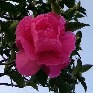 山茶花 ピンク色 八重咲き 挿し穂３カット/その他おまけ付き