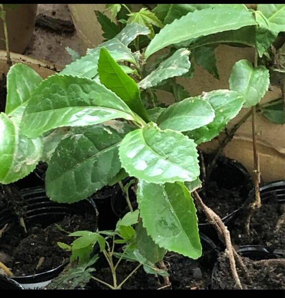 お茶の苗木　10本