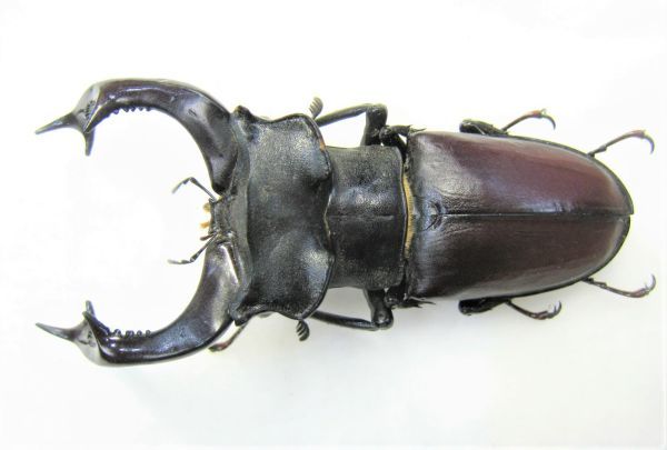 ヤフオク! -「ヨーロッパミヤマ」(その他) (虫類)の落札相場・落札価格