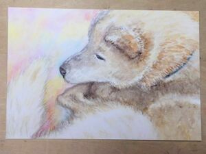 Art hand Auction Hand-drawn illustration postcard dog reproduction Shiba Inu watercolor [Shizuka Aoki], animal, Dog, Dogs in general