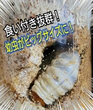 クワガタ・カブトムシ専用栄養添加剤　トレハロース粉末　マットや菌糸・ゼリーに混ぜるだけ！　サイズアップ、産卵促進、長寿効果抜群です_画像6