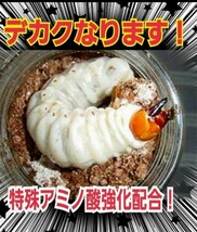 ヒマラヤひらたけ菌糸ブロック☆極上！初菌使用☆トレハロース・ローヤルゼリー強化配合！オオクワガタに抜群☆産卵床に使うと爆産します！_画像5