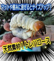 クワガタ・カブトムシ専用栄養添加剤　トレハロース粉末　マットや菌糸・ゼリーに混ぜるだけ！　サイズアップ、産卵促進、長寿効果抜群です_画像3