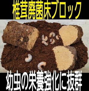 カブトムシ幼虫の栄養強化に抜群！椎茸菌床ブロック【2個】　丸ごとマットに埋め込むだけでモリモリ食べます！　　クヌギ100％ 原料使用