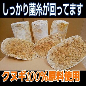 クワガタの産卵木の代わりにどうぞ！　マットに埋め込むだけで爆産！　オオヒラタケ菌床ブロック　　割り出しが楽で幼虫がたくさんとれます