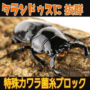 極上！カワラタケ菌糸瓶　特大1500ml　トレハロース・キトサン強化配合　タランドゥス、オウゴンオニクワガタ、レギウスが巨大化します！