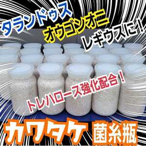 極上！カワラタケ菌糸瓶【12本】　タランドゥス・レギウス・オウゴンオニクワガタに抜群！トレハロース・キトサン強化配合！デカクなる！