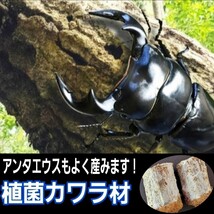 クワガタの産卵木はコレが一番です！　カワラタケ植菌材【特大Lサイズ】直径12～15センチ　植菌されてるのでカビない！　　加水も不要です_画像9