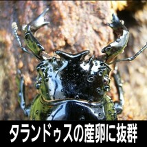 クワガタの産卵木はコレが一番です！　カワラタケ植菌材【特大Lサイズ】直径12～15センチ　植菌されてるのでカビない　　加水も不要です_画像2