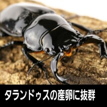 クワガタの産卵木はコレが一番です！　カワラタケ植菌材【特大Lサイズ】直径12～15センチ　植菌されてるのでカビない　　加水も不要です_画像6