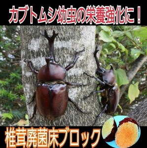 カブトムシ幼虫の栄養強化に抜群！椎茸菌床ブロック【6個】　丸ごとマットに埋め込むだけでモリモリ食べます！　　クヌギ100％ 原料使用