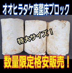 クワガタの産卵木の代わりにどうぞ！　マットに埋め込むだけで爆産！　オオヒラタケ菌床ブロック　割り出しが楽で幼虫がたくさんとれます！