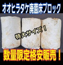 クワガタの産卵木の代わりにどうぞ！　マットに埋め込むだけで爆産！　オオヒラタケ菌床ブロック　割り出しが楽で幼虫がたくさんとれます_画像1