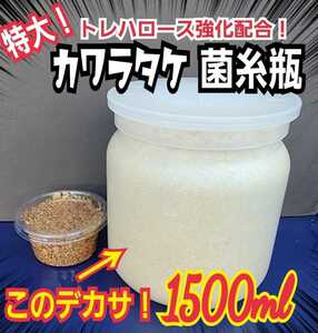 極上！カワラタケ菌糸瓶　特大1500ml　トレハロース・キトサン強化配合　タランドゥス、オウゴンオニクワガタ、レギウスが巨大化します！