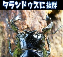 極上！カワラタケ菌糸ブロック【2個】トレハロース強化配合！　タランドゥス・レギウス・オウゴンオニクワガタに抜群！　産卵床にもOK！_画像3