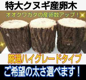 クヌギ産卵木☆太さご希望承ります！直径8～14センチ☆長さ13センチ　硬めを好むオオクワガタ向きです！数量限定販売　他商品と同梱OKです