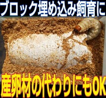 クワガタの産卵木の代わりにどうぞ！　マットに埋め込むだけで爆産！　オオヒラタケ菌床ブロック　割り出しが楽で幼虫がたくさんとれます_画像9