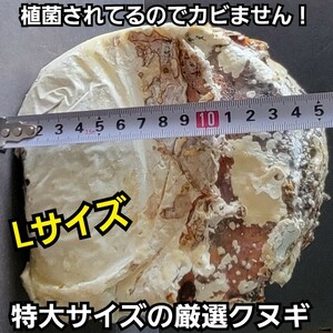 クワガタの産卵木はコレが一番です！　カワラタケ植菌材【特大Lサイズ】直径12～15センチ　植菌されてるのでカビない！　加水も不要です！