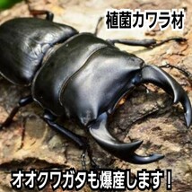 クワガタの産卵木はコレが一番です！　カワラタケ植菌材【特大Lサイズ】直径12～15センチ　植菌されてるのでカビない！　加水も不要です_画像8