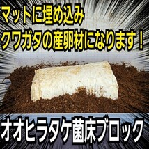 クワガタの産卵木の代わりにどうぞ！　マットに埋め込むだけで爆産！　オオヒラタケ菌床ブロック　割り出しが楽で幼虫がたくさんとれます！_画像5