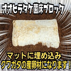 クワガタの産卵木の代わりにどうぞ！　マットに埋め込むだけで爆産！　オオヒラタケ菌床ブロック　割り出しが楽で幼虫がたくさんとれます！