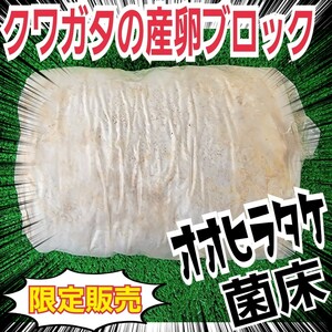 クワガタの産卵木の代わりにどうぞ！　マットに埋め込むだけで爆産！　オオヒラタケ菌床ブロック　割り出しが楽で幼虫がたくさんとれます