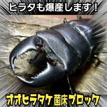 クワガタの産卵木の代わりにどうぞ！　マットに埋め込むだけで爆産！　オオヒラタケ菌床ブロック　割り出しが楽で幼虫がたくさんとれます_画像9