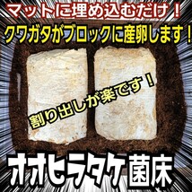 クワガタの産卵木の代わりにどうぞ！　マットに埋め込むだけで爆産！　オオヒラタケ菌床ブロック　割り出しが楽で幼虫がたくさんとれます_画像6