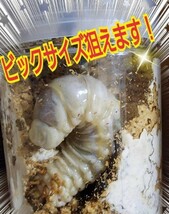 クワガタ・カブトムシ専用栄養添加剤　トレハロース粉末　マットや菌糸・ゼリーに混ぜるだけ！サイズアップ、産卵促進、長寿効果抜群です！_画像10