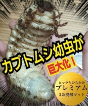 カブトムシ幼虫を入れるだけ！便利！20Lケース入り　プレミアム3次発酵マット　深いケースで大型成虫羽化できる！トレハロース強化配合_画像2