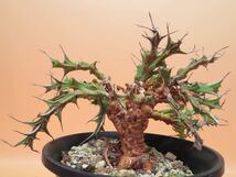 32 Euphorbia furcata ユーフォルビア フルカタ サボテン 多肉植物　塊根　コーデックス 塊茎_画像2