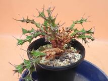 32 Euphorbia furcata ユーフォルビア フルカタ サボテン 多肉植物　塊根　コーデックス 塊茎_画像6