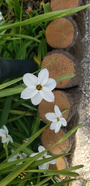 花にらの苗、ネコポスいっぱい