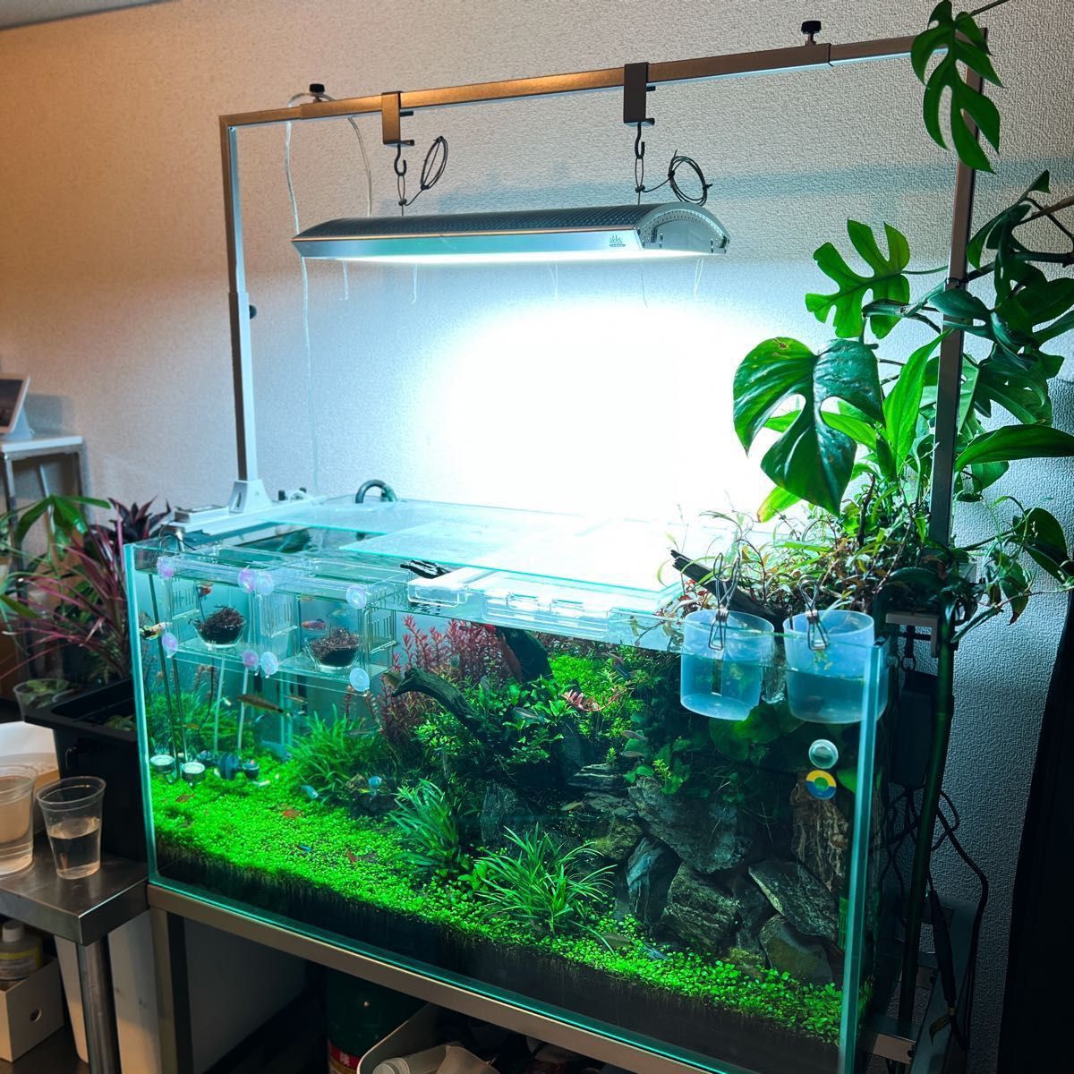 高品質新品 黒溶岩石 小粒100個 アクアリウム テラリウム 苔リウム 水草 ADA 黒溶岩石 中粒6個 アクアリウム テラリウム 苔リウム 水草 ろ材 ADA