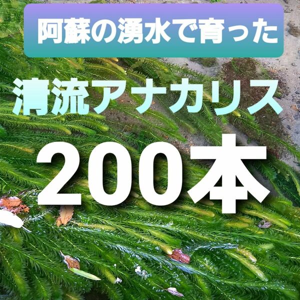 200本以上 阿蘇の湧水で育った水草 天然アナカリス