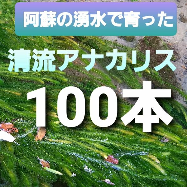 100本以上 阿蘇の湧水で育った水草 天然アナカリス