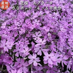 レビュー特典あり 高品質 芝桜 スプラータ ピンク色種 ９cmポット苗 ８０株 シバザクラ グランドカバー スブラータ