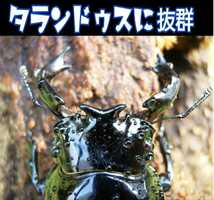 タランドゥス・オウゴンオニクワガタ・レギウスが巨大化！極上☆カワラタケ菌糸瓶☆特大1500ml 特殊アミノ酸強化配合！トレハロース増量_画像4