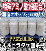 極上☆オオヒラタケ菌糸瓶【6本】トレハロース、ローヤルゼリー、アルギニン強化配合！クヌギ生オガ100％原料！　外産ヒラタ、オオクワに！_画像3