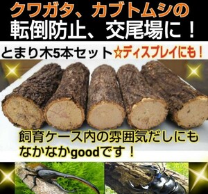 クワガタ、カブトムシ用　とまり木5本セット　転倒防止・交尾の場・隠れ家・ディスプレイに！　厳選したクヌギやコナラです☆雑虫処理済み