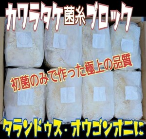 極上☆カワラ菌糸ブロック　 4000cc 　クヌギ１００％　初菌使用　 タランドゥスやオウゴンオニクワガタ・レギウスの大型化に！産卵床にも