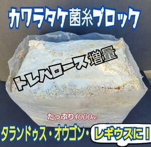 極上☆カワラ菌糸ブロック　 4000cc 　クヌギ１００％　初菌使用　 タランドゥスやオウゴンオニクワガタ・レギウスの大型化に　産卵床にも