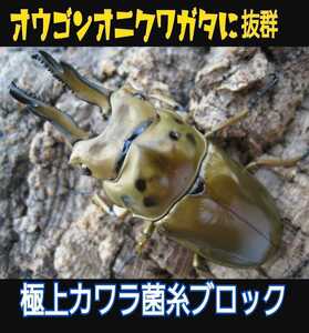 極上☆カワラ菌糸ブロック　 4000cc 　クヌギ１００％　初菌使用　 タランドゥスやオウゴンオニクワガタ・レギウスの大型化に　産卵床にも