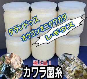 タランドゥス・オウゴンオニクワガタ・レギウスが巨大化！極上☆カワラ菌糸ボトル☆特大1500ml 特殊アミノ酸強化配合！トレハロース増量