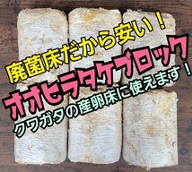 クワガタの産卵材の代わりに抜群です！　オオヒラタケ菌床ブロック　マットに埋め込むだけ！　簡単にほぐせるので幼虫の割り出しが楽です_画像7