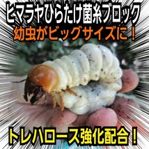 極上！初菌のみ使用☆ヒマラヤひらたけ菌糸ブロック☆トレハロース・ローヤルゼリー強化配合！オオクワガタに抜群　☆産卵床に使うと爆産！_画像2